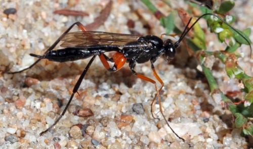 Exetastes calobatus